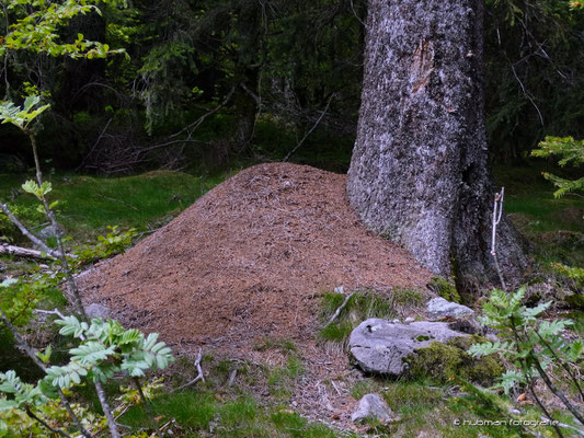 mit Ameisenhaufen
