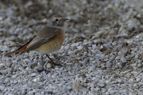 Gartenrotschwanz (Jungvogel)