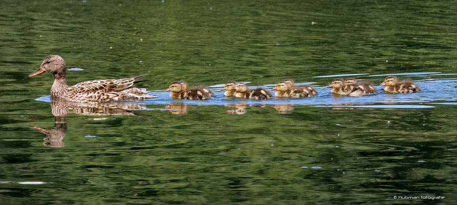 Stockente mit zehn perfekt in Zweierreihen hinterher schwimmenden Babys