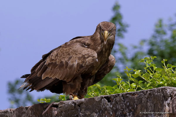 Seeadler