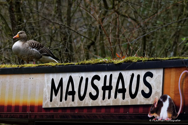 Gans ohne Haus