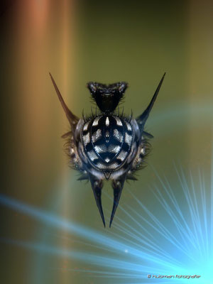 DigiArt: Mystery Insect1