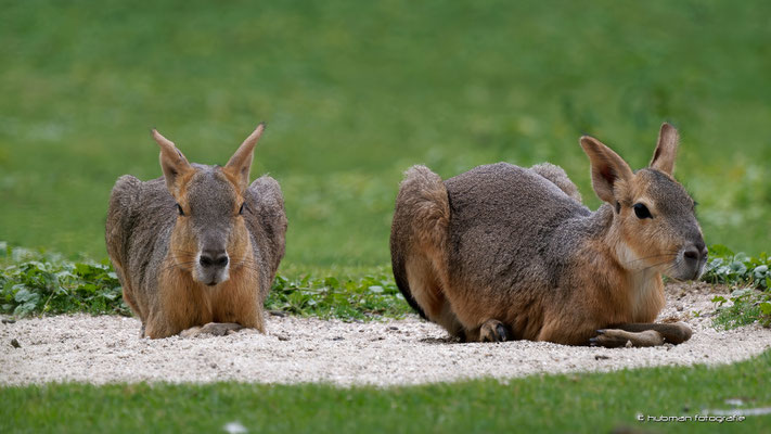 Pampashasen (Tierpark Hellabrunn)