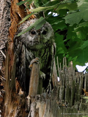 Waldkauz Michi
