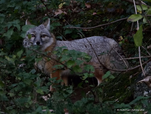 Steppenfuchs (Korsakfuchs)