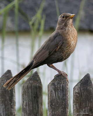 Schwarzdrossel Jungvogel