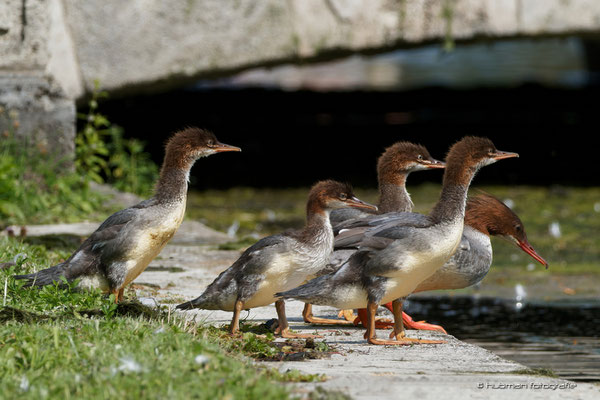diese Gänsesägerfamilie wollte im Kanal unbekümmert schwimmen geh'n