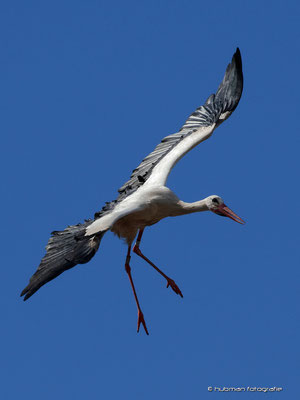 der Playstorch ...
