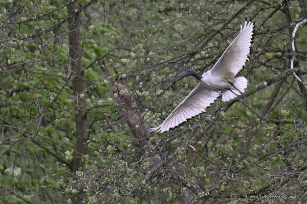 Ibis
