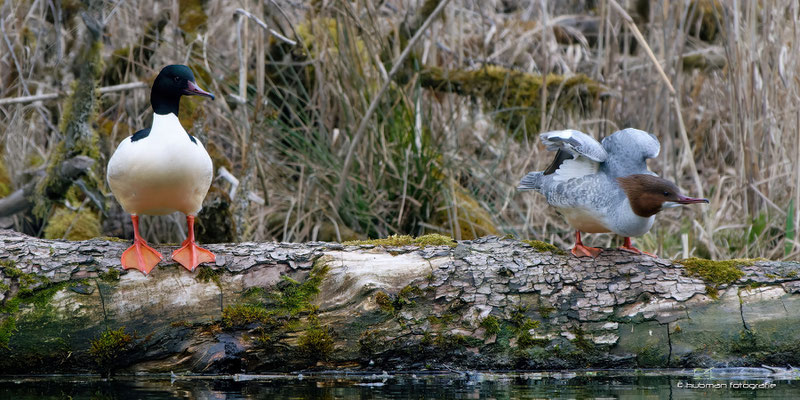 Gänsesäger