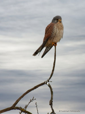 der Turmfalke 'Kestrel' von der Keltenschanze