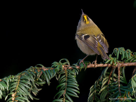 Wintergoldhähnchen