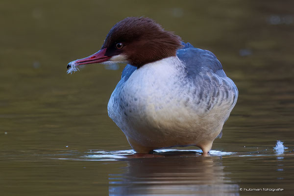 Gänsesäger