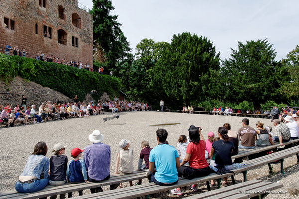 Greifvogelschauvorführung auf der Burgruine
