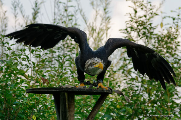 Weißkopfseeadler