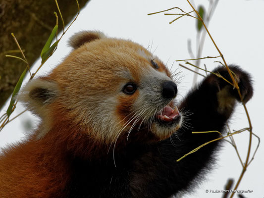 Roter Panda