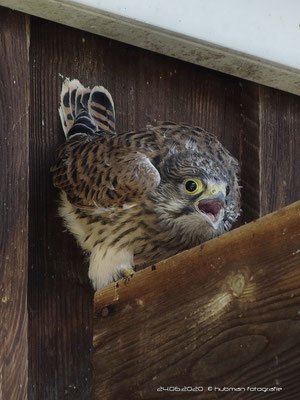Lautstark wird immer wieder nach Futter geschrien