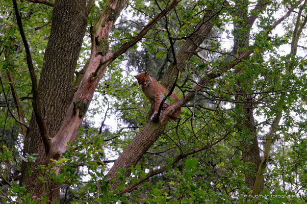 Luchs 