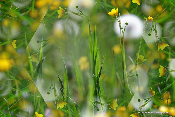 Wiese mit Wasserschlauch