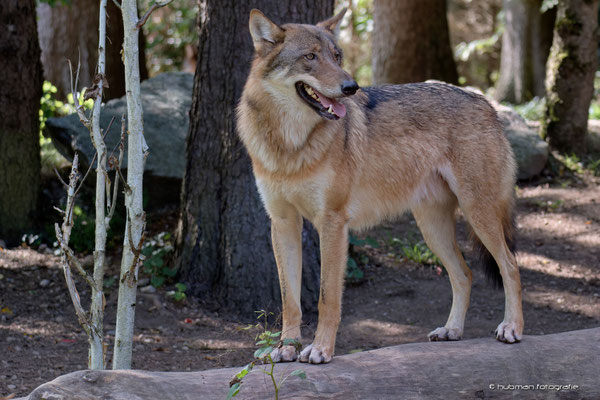 Europäischer Wolf