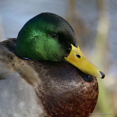 Stockente (m)