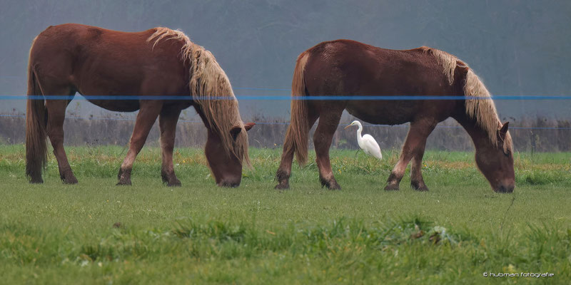 Silberreiher und die Rösser vom Paul Aner Wirt ;-)