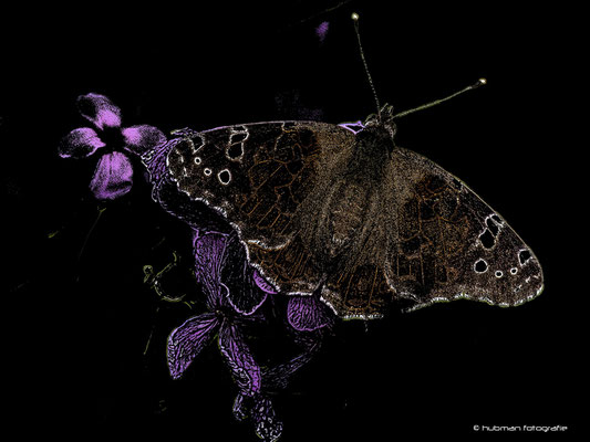 Digital Art: Butterfly / ... und das war's auch schon wieder - Thank you and Bye bye