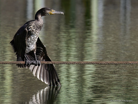 Kormoran