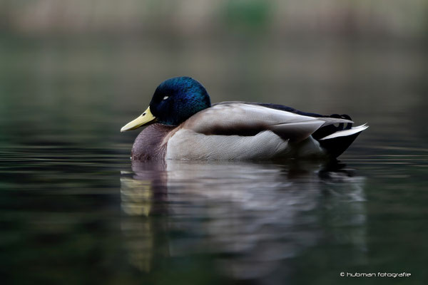 Stockente