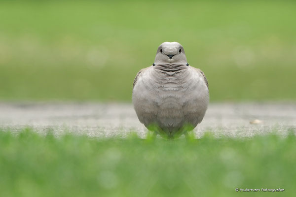 eine hmmm ?