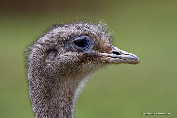 Emu