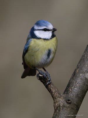 Blaumeise