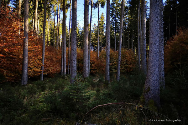 Wald ohne Kauz