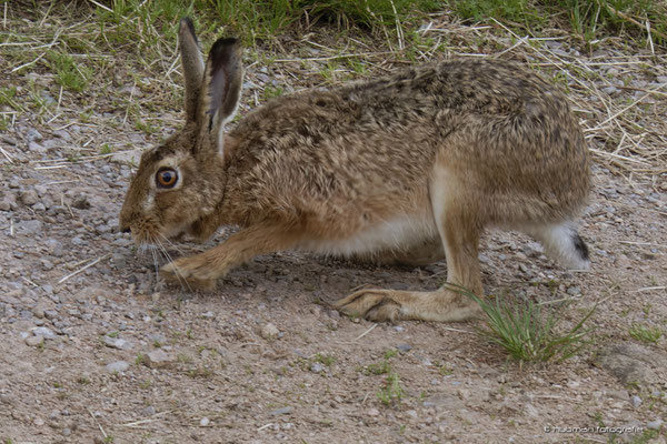 Feldhase bei der Futtersuche