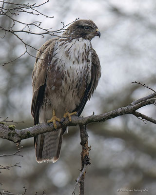 Mäusebussard
