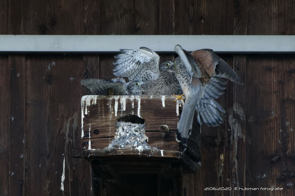 Die beiden Eltervögel jagen fleißig Beute für Ihren schreienden Nachwuchs