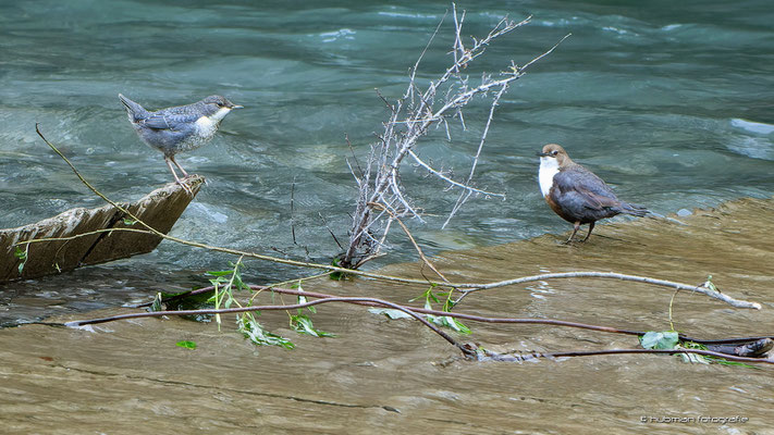 Wasseramsel mit Nachwuchs (links)