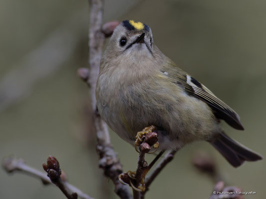 Wintergoldhähnchen
