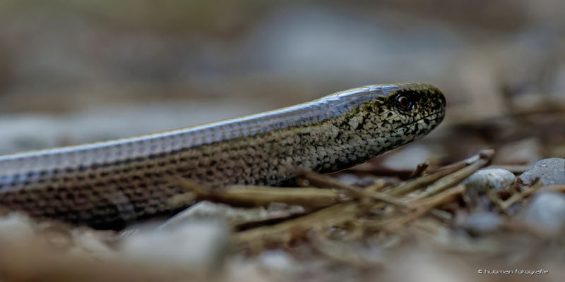 Blindschleiche