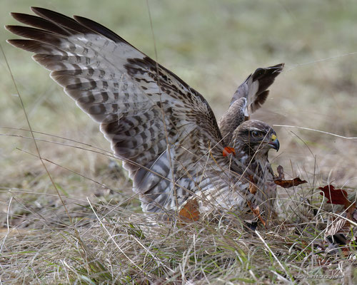 bei der Jagd nach Grillen oder Mäuse ...