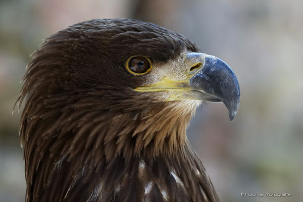 Steinadler