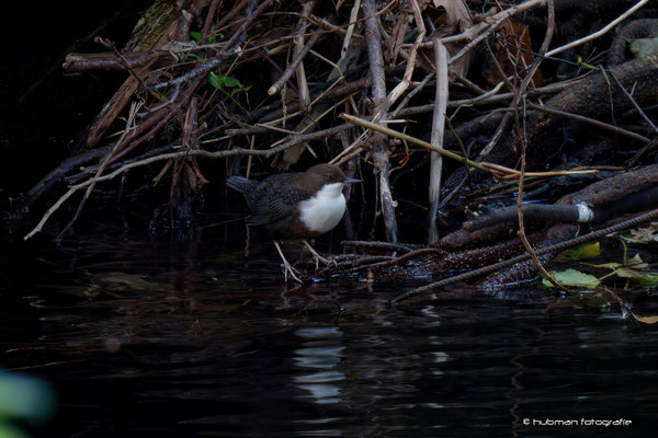 Wasseramsel