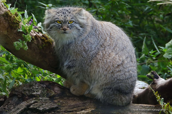 Manul