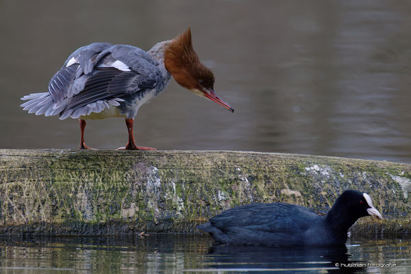 Gänsesäger & Blässhuhn