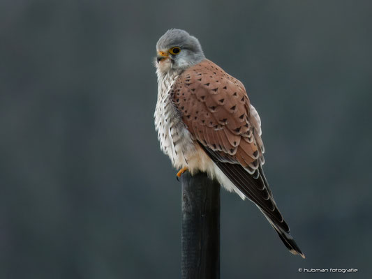 Turmfalke (m)