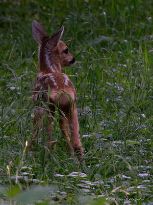 Bambi im Schloßpark