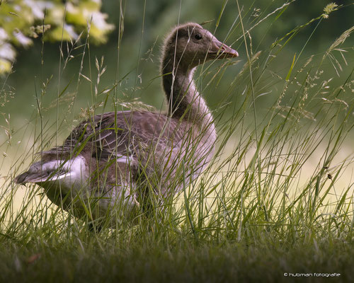 Graugans Jungvogel