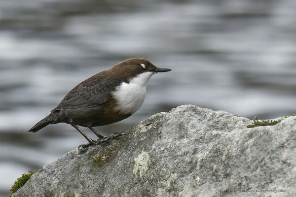 Wasseramsel
