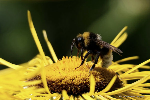 Dunkle Erdhummel