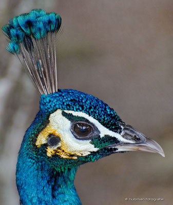 Pfau